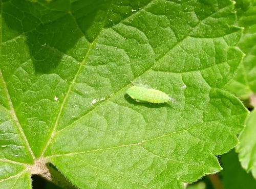 Réf. 359 130 : Fieberiella sp.